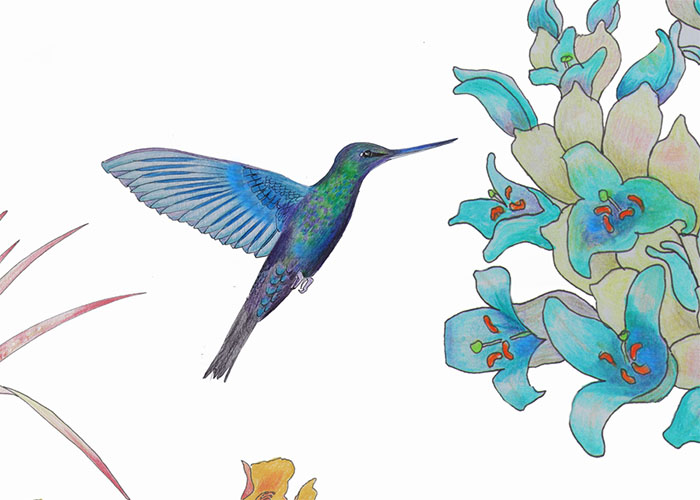 hummer sapphirewing