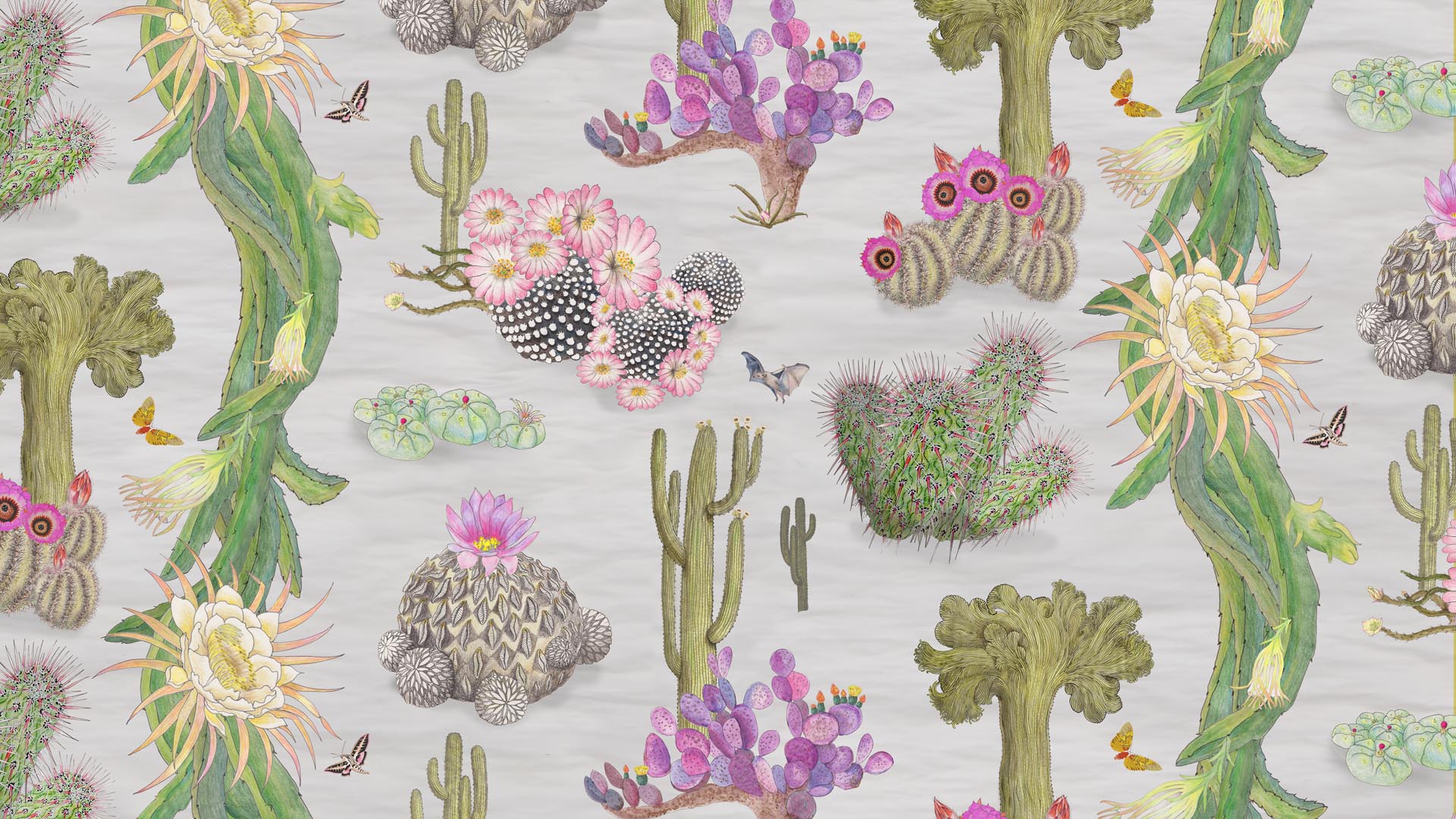 Mexican Cactus in Dove
