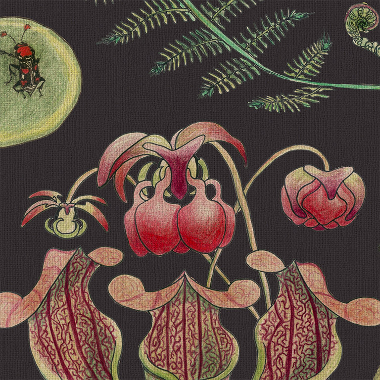 CToL cardinal beetle pitcher Newton Paisley
