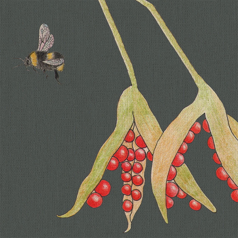 MerciaVinesSlateStinkingIris